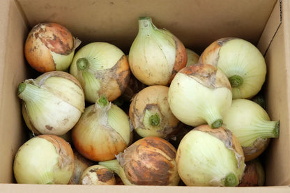 【長野県松本市梓川産】新玉ねぎ５kg／農薬、化学肥料不使用