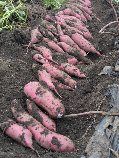 松本梓川産のサツマイモ／４品種 食べ比べセット