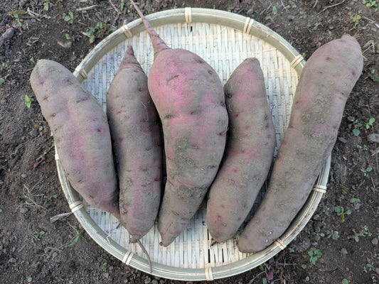 松本梓川産のサツマイモ／４品種 食べ比べセット